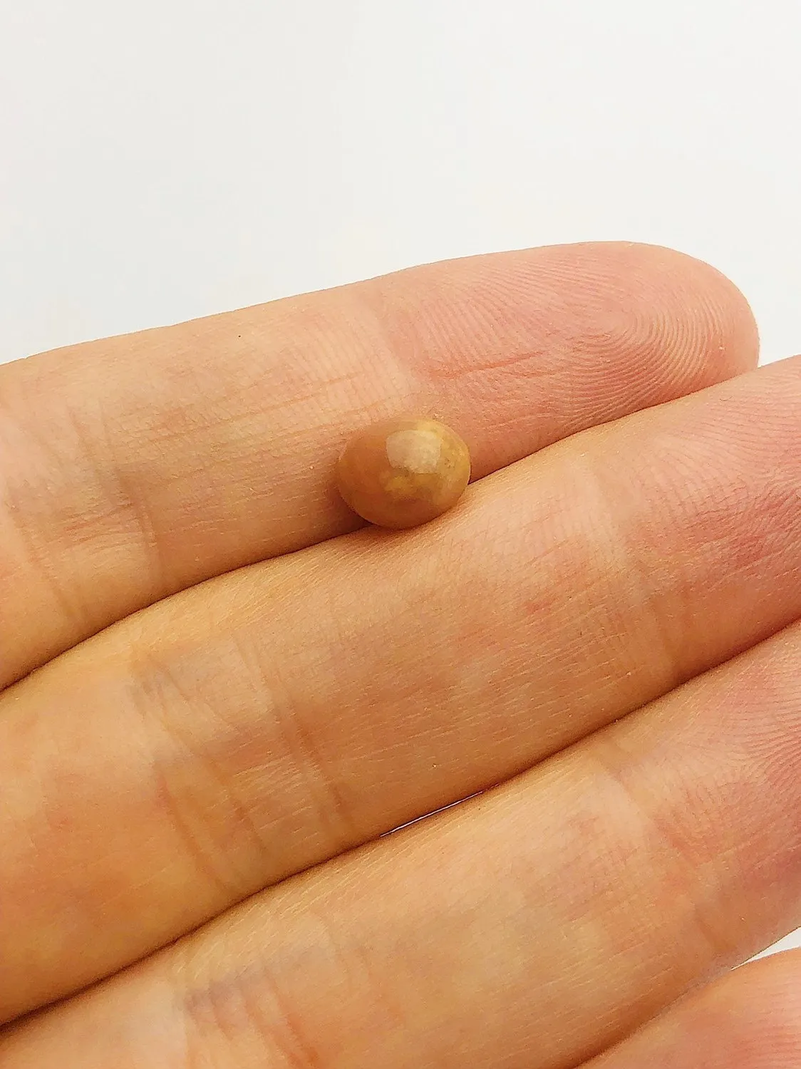 Conch Pearl Loose 7.96mm x 6.18mm No. 27