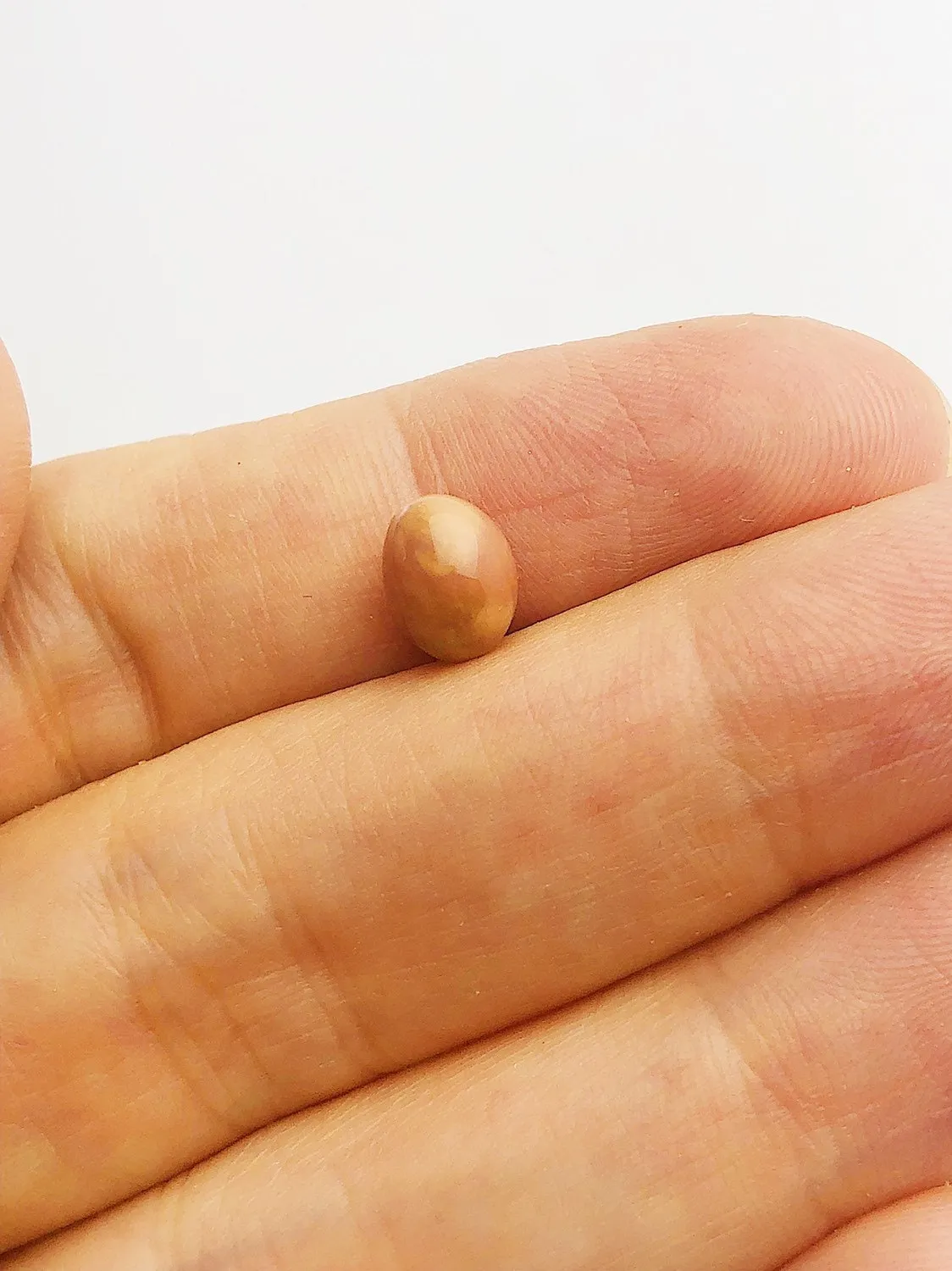 Conch Pearl Loose 7.96mm x 6.18mm No. 27