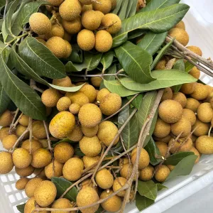 Fresh Longan with Stems - 1kg