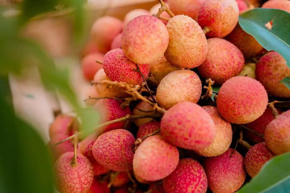 Imported Sticky Rice Lychee - 400g