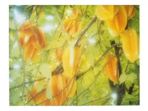 Stars grow on trees