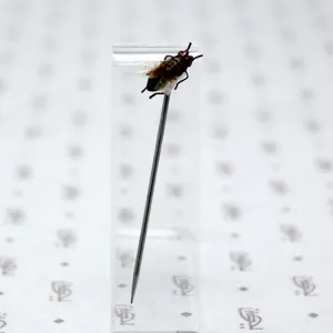 Victorian Fly Sterling Stick Pin