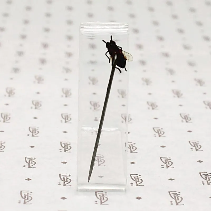 Victorian Fly Sterling Stick Pin