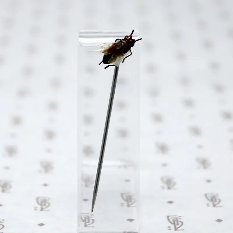 Victorian Fly Sterling Stick Pin