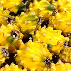 Yellow Dragon Fruit (Pitaya) - Medium, 2 Pieces