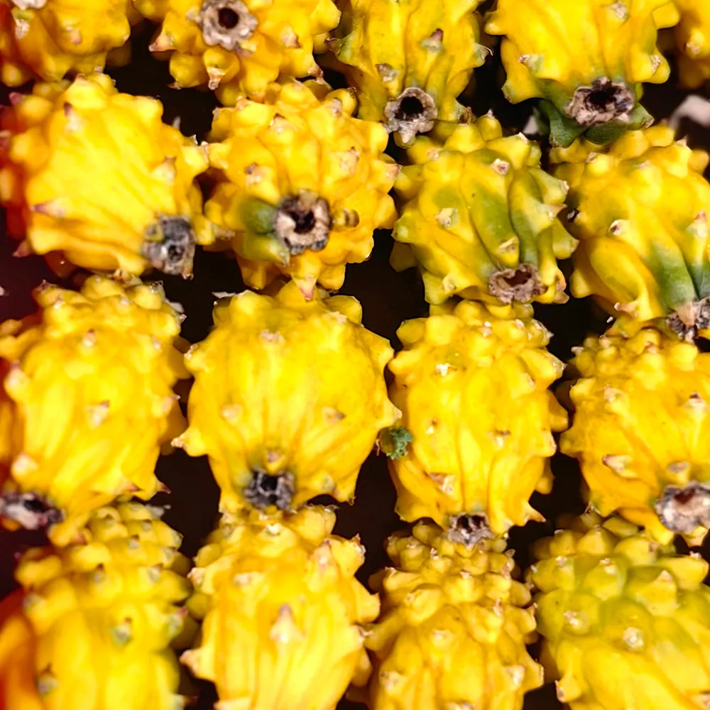 Yellow Dragon Fruit (Pitaya) - Medium, 2 Pieces