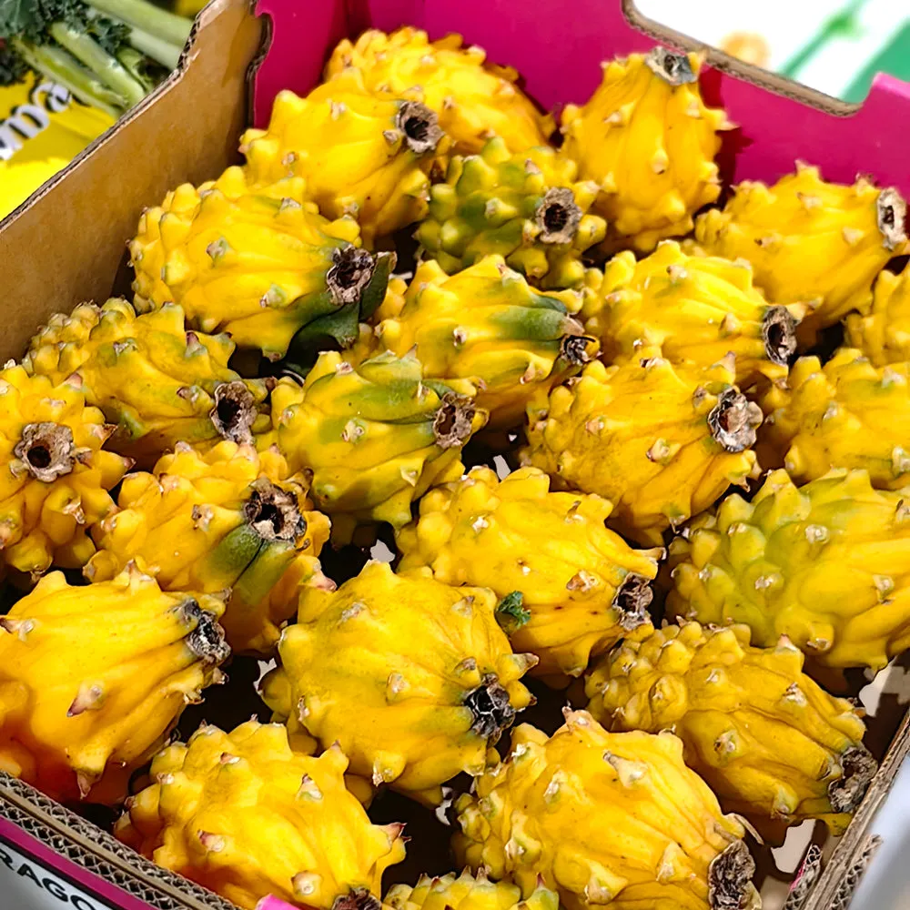 Yellow Dragon Fruit (Pitaya) - Medium, 2 Pieces