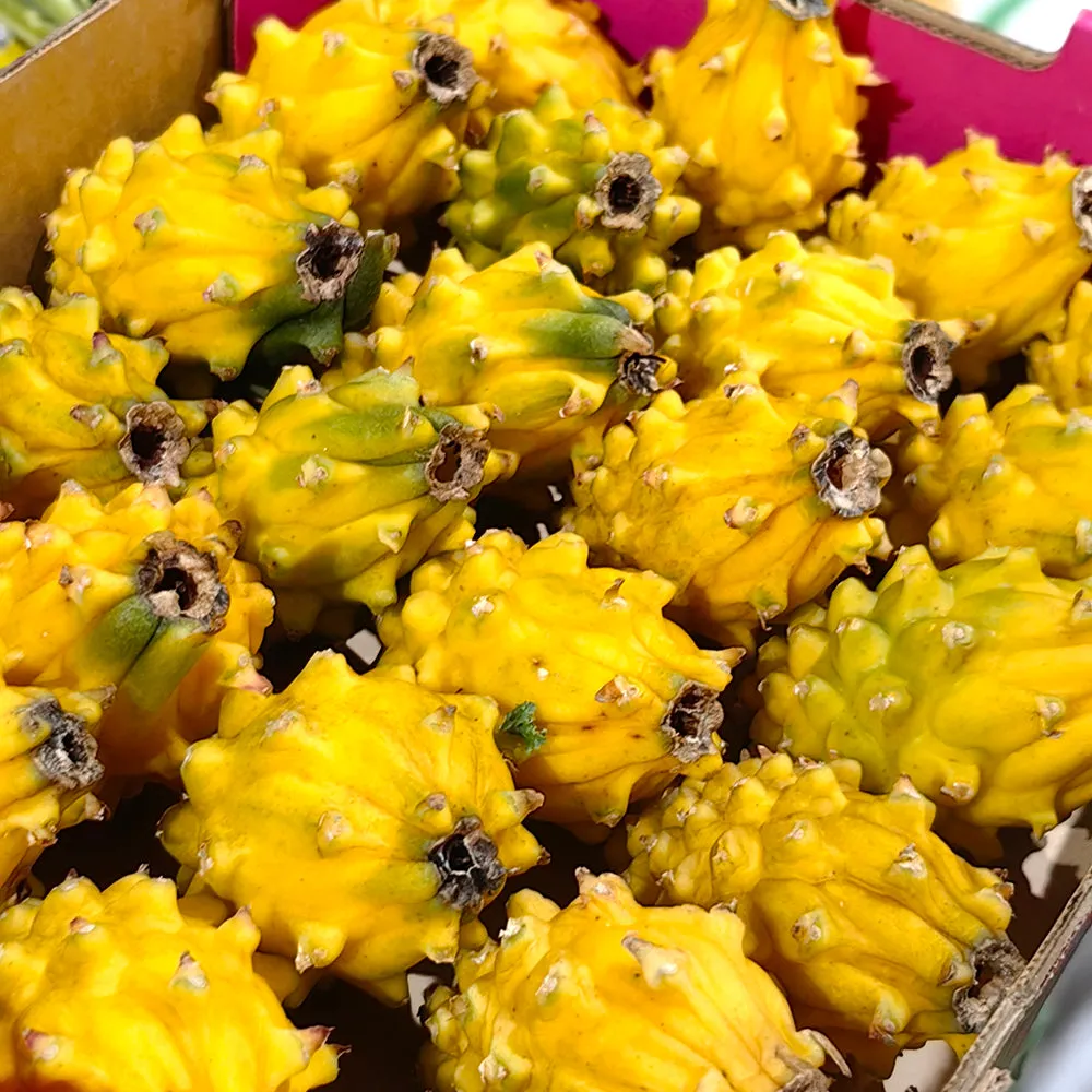 Yellow Dragon Fruit (Pitaya) - Medium, 2 Pieces